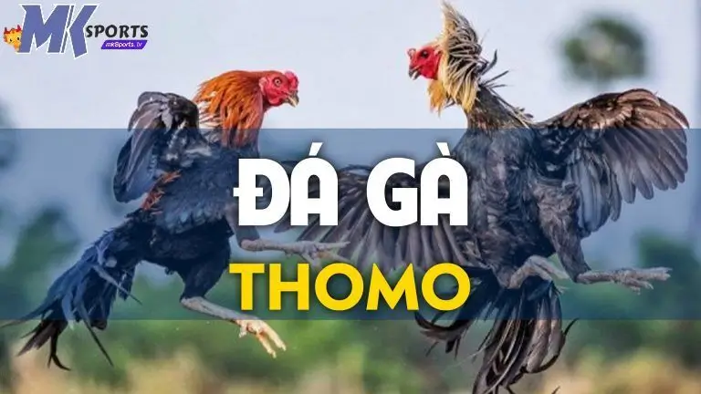 Giới thiệu về trò chơi đá gà Thomo tại MKsports